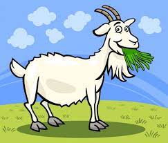 Chevre.jpg